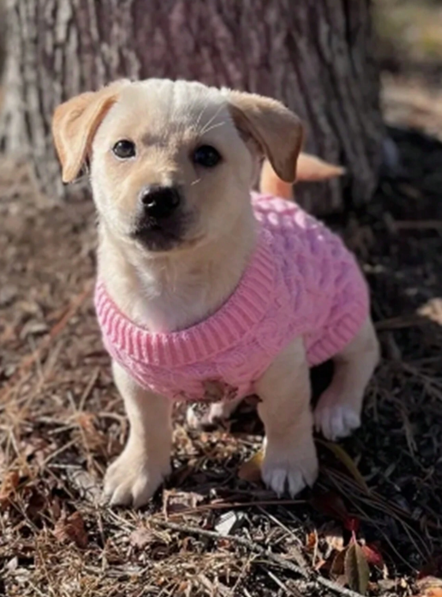 Knitted Cable Sweater For Pets