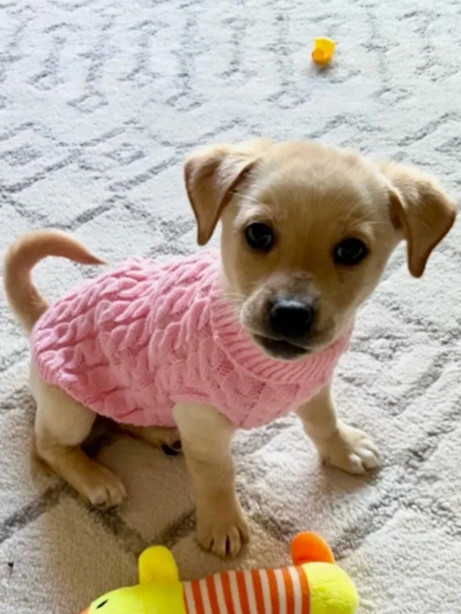 Knitted Cable Sweater For Pets