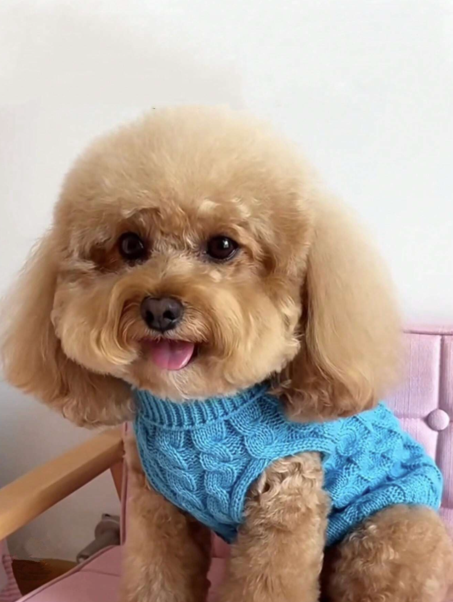 Knitted Cable Sweater For Pets